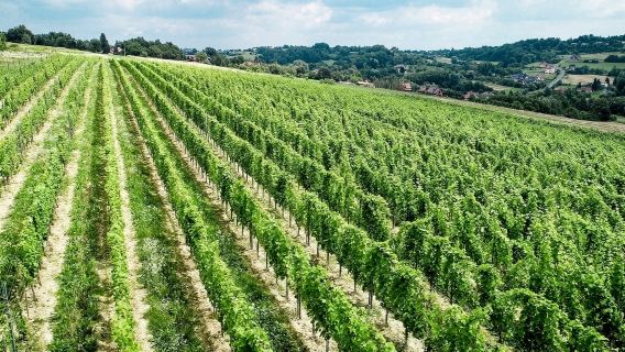 Wieliczka: Vineyard Visit and Wine Tasting from Krakow