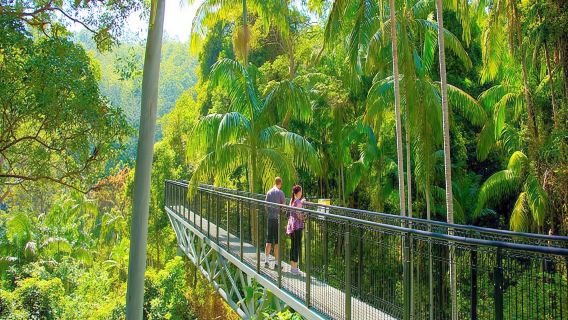 Tamborine Rainforest Skywalk: Entry Ticket