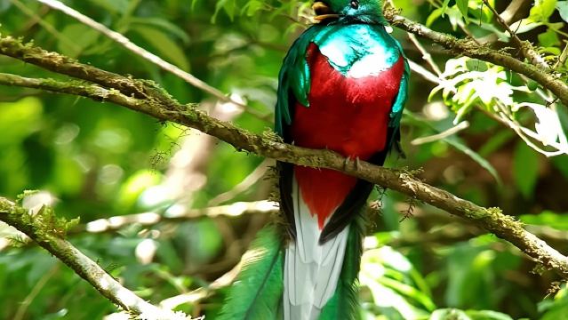 キュリカンチャ保護区へのハイキング