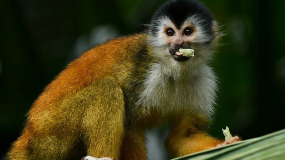 Tour sông và rừng ngập mặn ở Sierpe