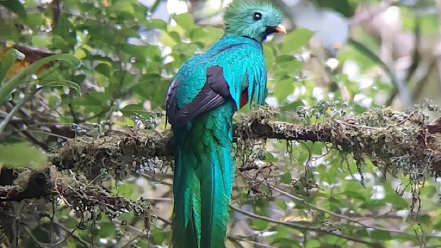 Guided Wildlife Tour in Monteverde Cloud Forest