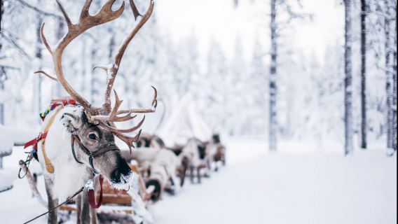 芬蘭羅瓦涅米拉努阿動物園-拉努阿度假村【中文專車-悅享旅程】