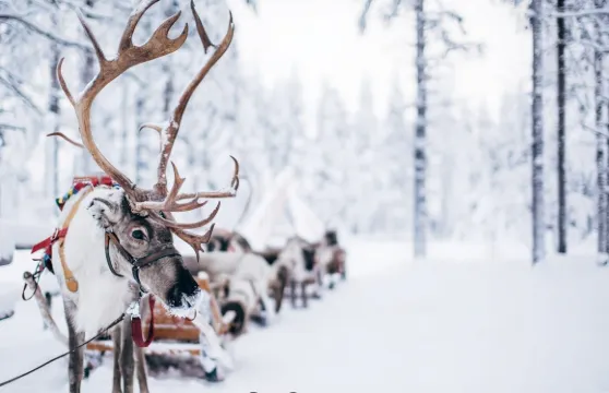芬蘭羅瓦涅米拉努阿動物園-拉努阿度假村【中文專車-悅享旅程】