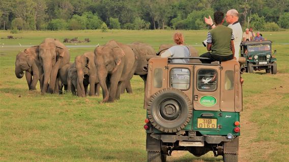 Minneriya National Park Wild Elephant Safari