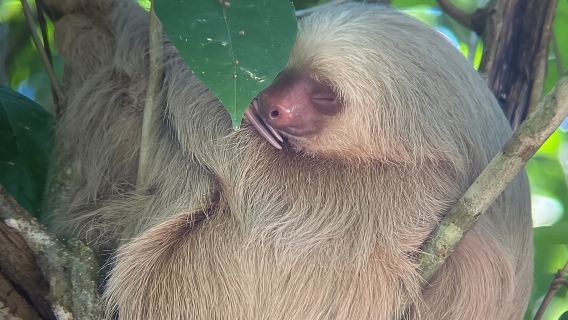Экскурсия на лодке Мануэль Антонио по мангровым зарослям