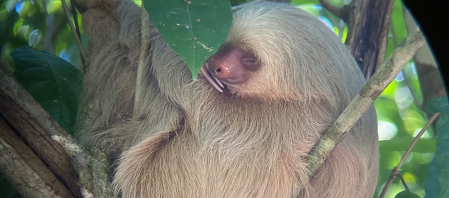 MANUEL ANTONIO EXUBERANT MANROVE BOAT TOUR