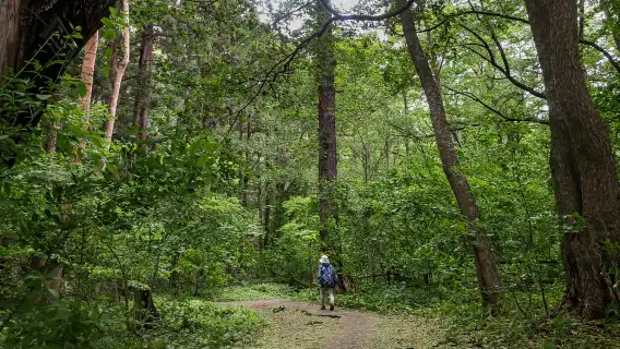 삿포로: 마루야마 산 하이킹 & 오쿠라야마 스키 점프대