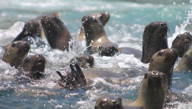 Callao: Swimming with Sea Lions Palomino Islands Boat Tour