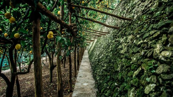 Amalfi: tour verticale della fattoria dei limoni, degustazioni e museo rurale