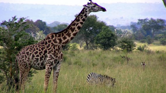 Sansibar: Tagesausflug in den Mikumi-Nationalpark mit Flug