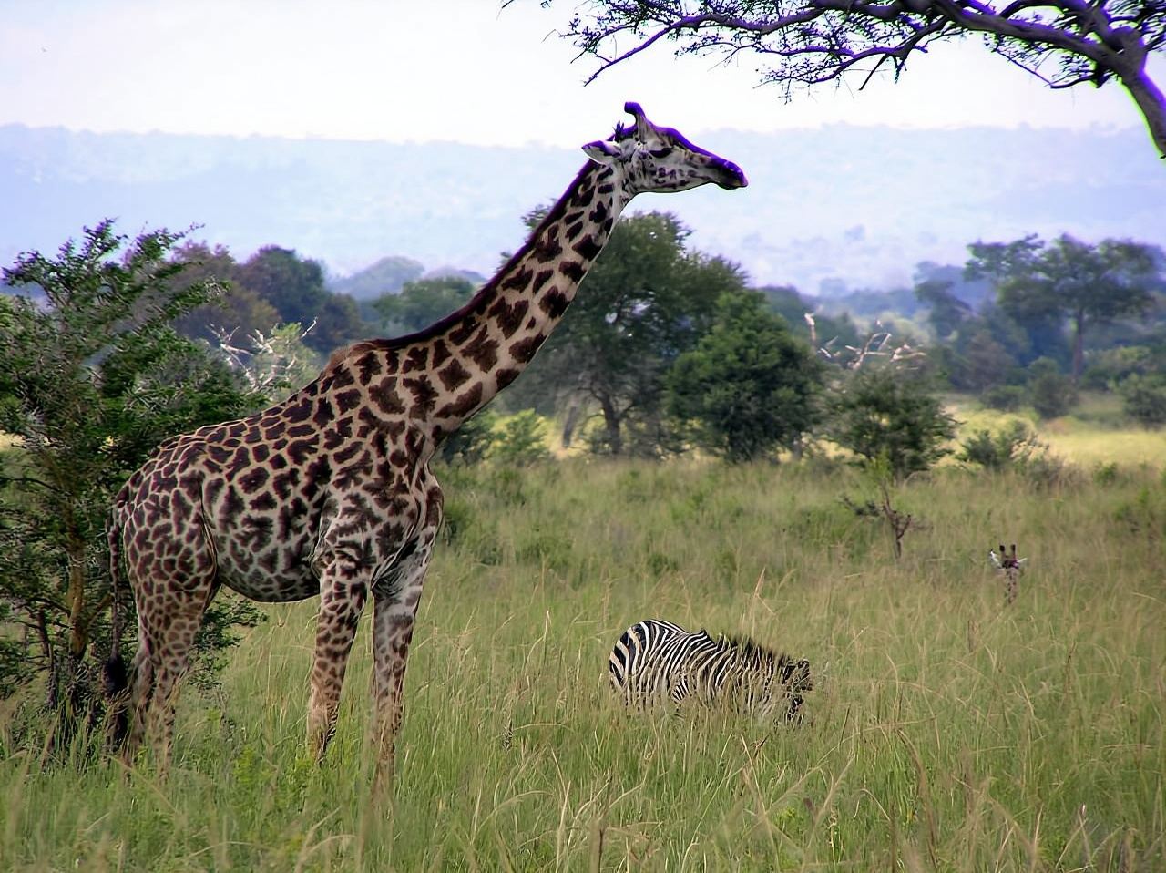 Zanzibar: Mikumi National Park Day Trip with Flight