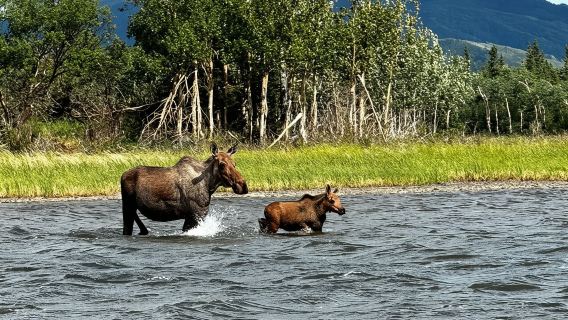 Denali: 3 Hour Fat Truck/SHERP Off-Road Adventure
