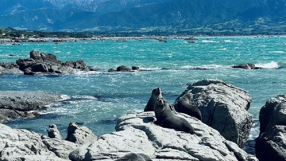 凱庫拉觀鯨/品龍蝦~基督城來回拼團一日遊【詳詢客戶服務支援】