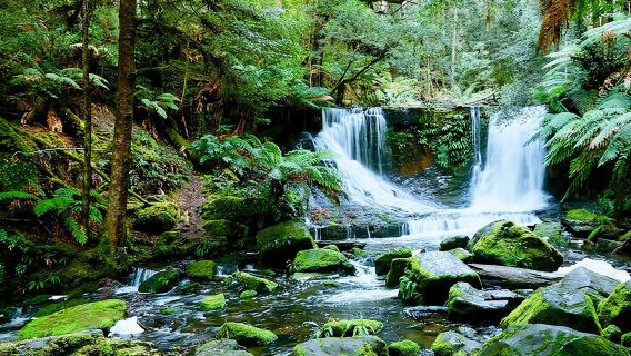 Day Tour in Mt. Field, Mt. Wellington, Bonorong Wildlife Sanctuary and Richmond