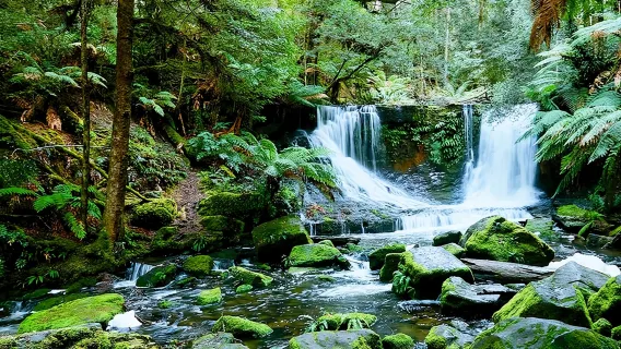 Excursión de un día al Monte Field, el Monte Wellington, el Santuario de Vida Silvestre de Bonorong y Richmond.
