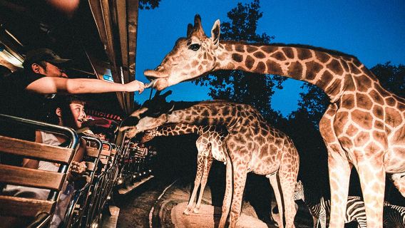 однодневный тур "Небесная линия Чиангмая" тарзанка + ночной сафари-парк