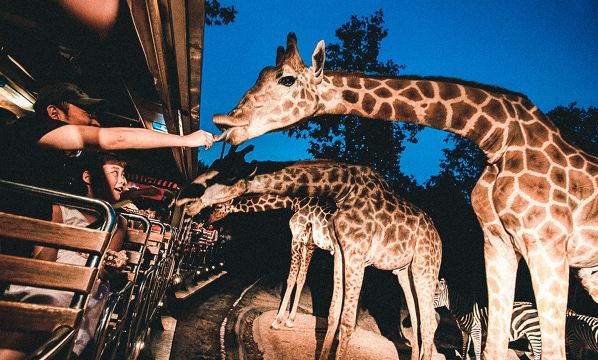 치앙마이 스카이라인 정글 짚라인 + 야간 야생동물 사파리 당일 치기 여행