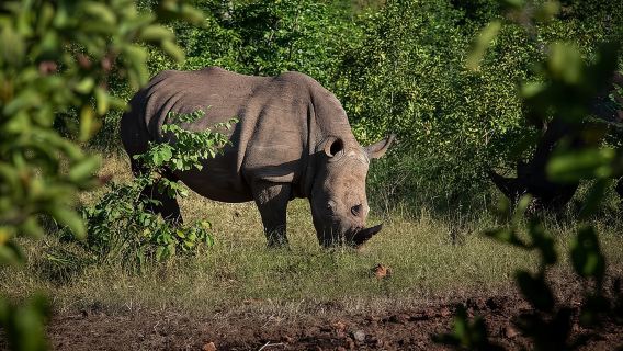 Rhino Walk