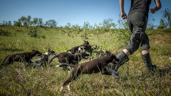 Puppy training package