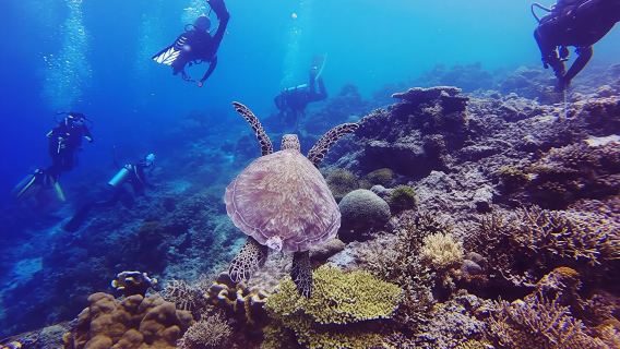 Diving experiences and courses in Marsa Alam