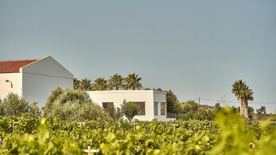 Weinprobe im Weingut Ktima Akrani in Kos