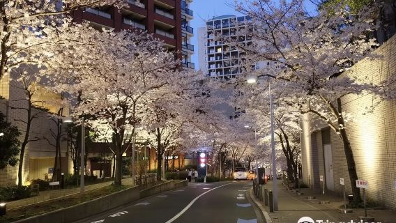 新宿禦苑+六本目櫻花坂+代目公園+千鳥淵+隅田公園一日遊