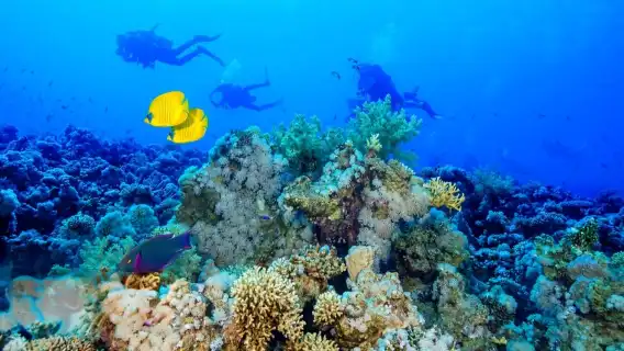 富國島深潛一日遊 無證潛水/持證潛水專業教練帶領探索珊瑚礁