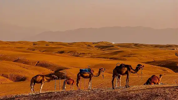 Marrakech Day Trip: Agafay Desert, Atlas Mountains and Camel Ride