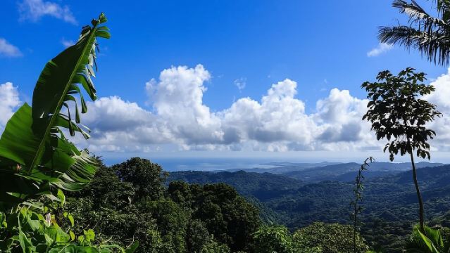 Discover El Yunque National Park: Half-Day Rainforest Tour