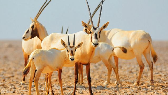 Safari por el desierto al amanecer con experiencia de vida salvaje desde Dubái