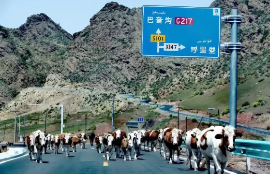 新疆101省道+百里丹霞觀景台一日遊【精品包車遊】