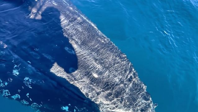 Byron Bay: Tour per l'avvistamento delle balene