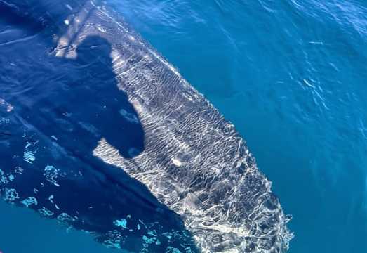 Byron Bay: Whale Watching Tour