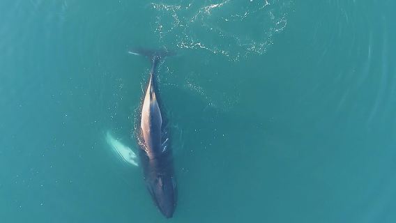레이캬비크: 아멜리아 로즈 요트에서 고래 관찰 크루즈