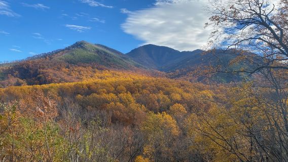 Gatlinburg: Tour tham quan Công viên Quốc gia Great Smoky Mountains cổ điển