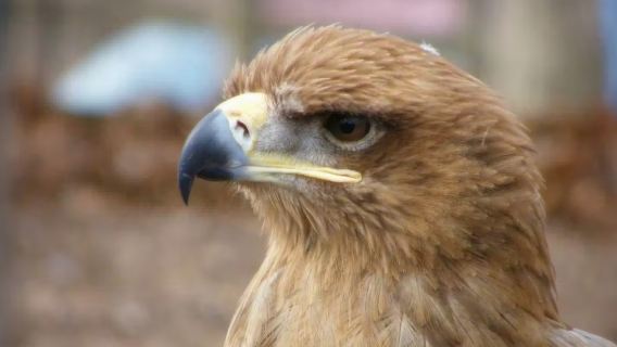 南非開普敦世界鳥類樂園+開普敦之心博物館+兩大洋水族館一日遊