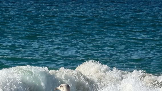 Nazaré and Peniche: City Walking Tour and Boat Adventure