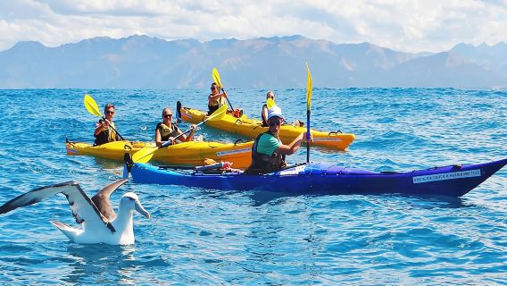 Akaroa, Christchurch, New Zealand: Kayaking Luxury Adventure + Penguin Night Viewing + Hiking Day Tour