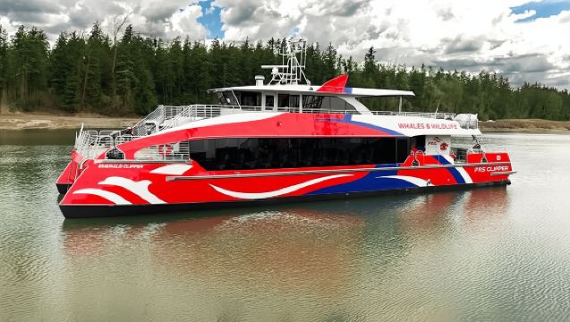 Seattle: Crociera di mezza giornata per avvistare la fauna selvatica e le balene