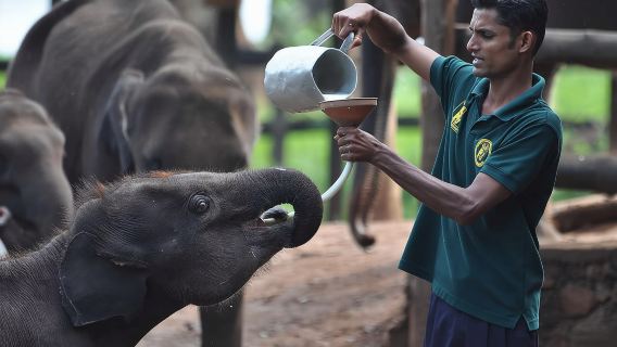 Udawalawe National Park Safari with Elephant Transit Home Visit