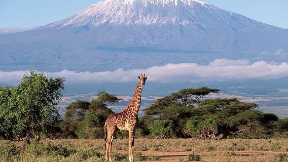 Amboseli National Park 1-day tour from Nairobi, Kenya (Maasai Village/Transfer Included)