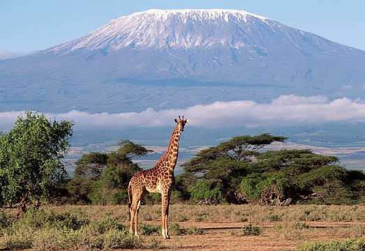 Nairobi to Amboseli National Park Day Tour with Maasai Village Visit & Transfers