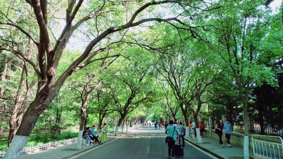 Croisière en mer de Qingdao Badaguan, parc océanique polaire, centre olympique de voile, excursion d'une journée sur la place du 4 mai