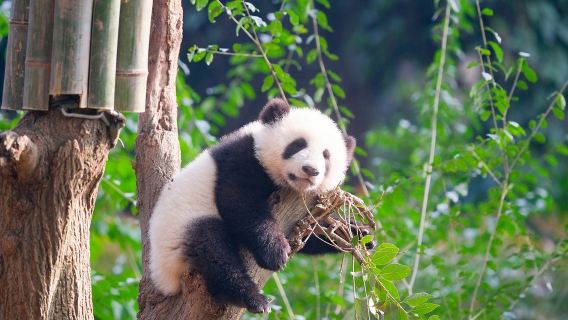 Tour privado de 1 día: Base de Pandas+Parque del Pueblo +Callejones Anchos y Estrechos