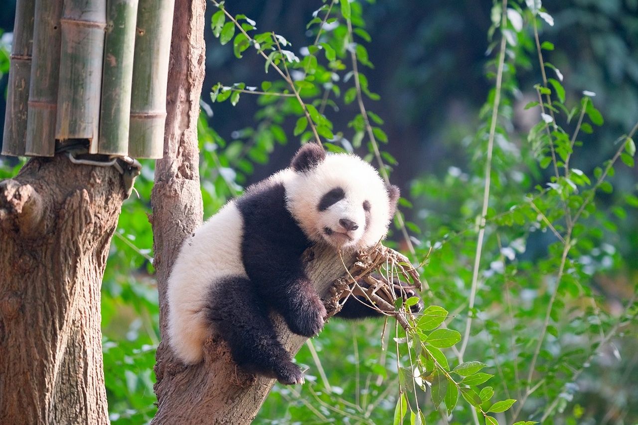 Tour privado de 1 día: Base de Pandas+Parque del Pueblo +Callejones Anchos y Estrechos