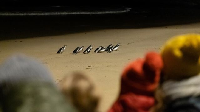 墨爾本Penguin Parade一日遊【中文司導+多團型任選+市區多站點接駁】