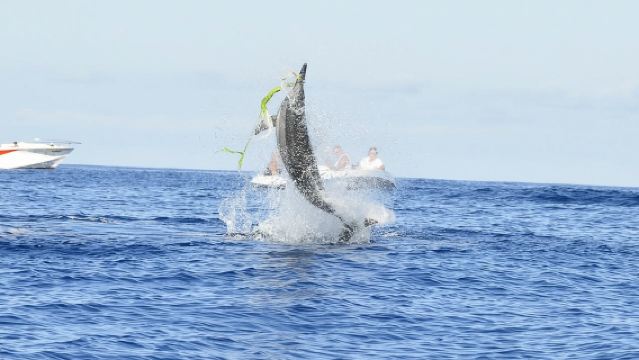 Incontro condiviso con i delfini a Mauritius