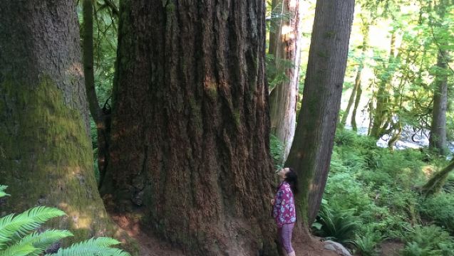 Guided forest hike to Seattle waterfalls incl. Snoqualmie Falls