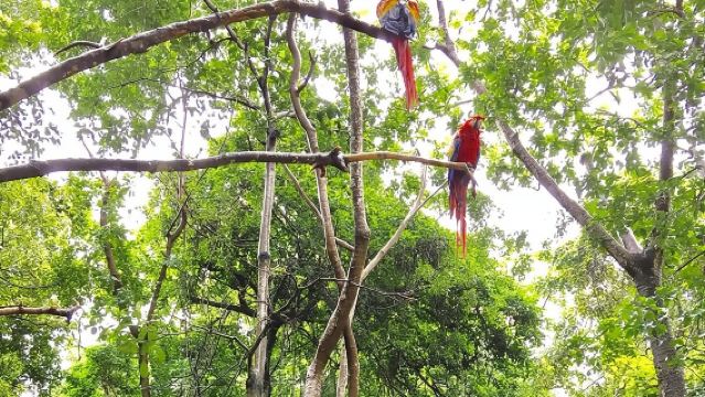 ガンバリンバ・パーク体験