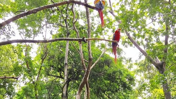 Experiencia en el Parque Gumbalimba